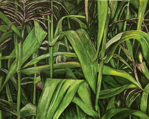 Color Illustration