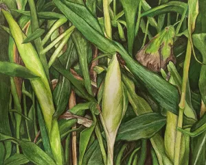 Color Illustration